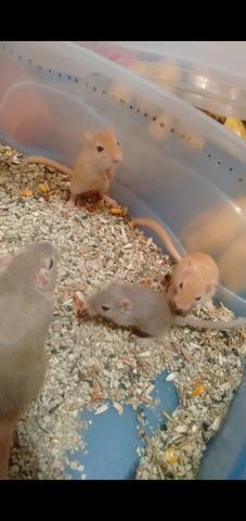 Gerbil adultos e filhotes - Foto 3