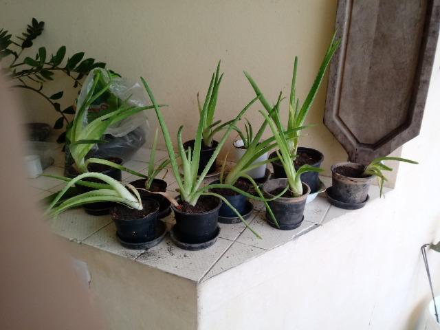 Mudas de Babosa Real- Aloe Vera R$ 100 OBS:(Já com a entrega!) - Foto 2