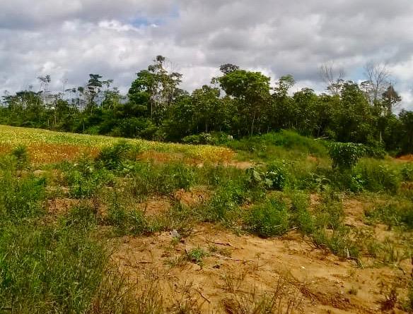 Fazenda de 610 Alqueires no Pará à R$ 28.000,00/HA - Foto 5