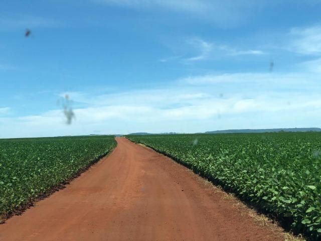 130 Alq. em Lavoura. Paraúna-GO. (Terra de Primeira) - Foto 4