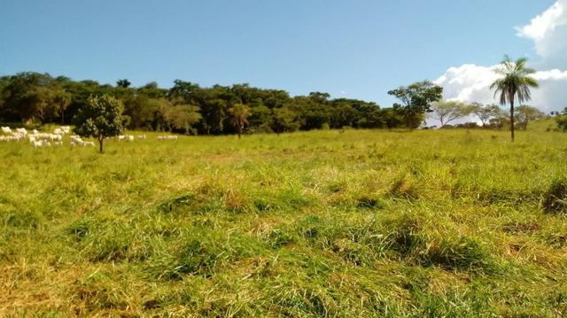 100 Alq. Cultura | Margem Lago | 78 km de Goiânia. R$ 15 Milhões - Foto 12
