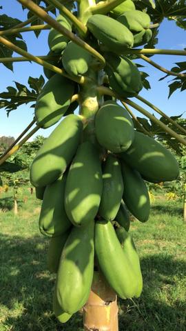 Mamão Verde