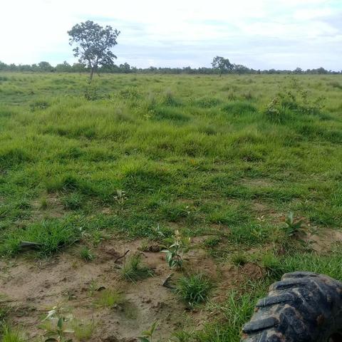 Fazenda Boa de Terra em Cocalinho - MT - Foto 19