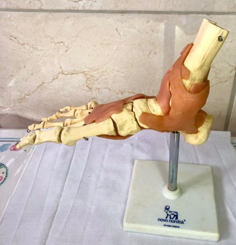 Modelo anatômico de articulação de pé - Foto 3