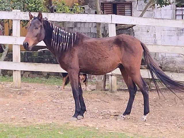 📍 CAVALO DE TROIA E O CARNAVAL; - Mairiporã População