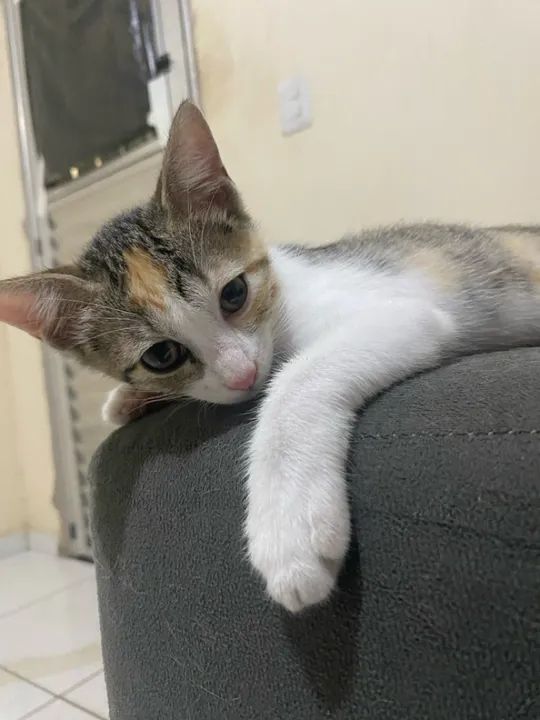 Gatinhas fofas disponíveis  - Foto 2