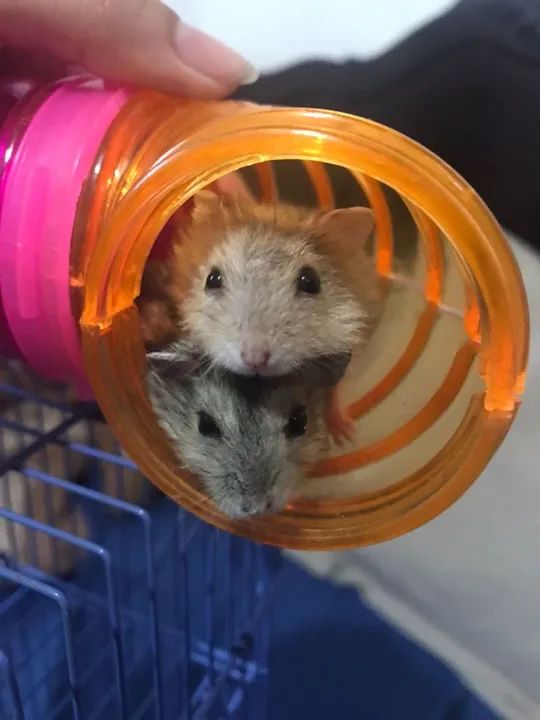 Hamster anão  - Foto 3