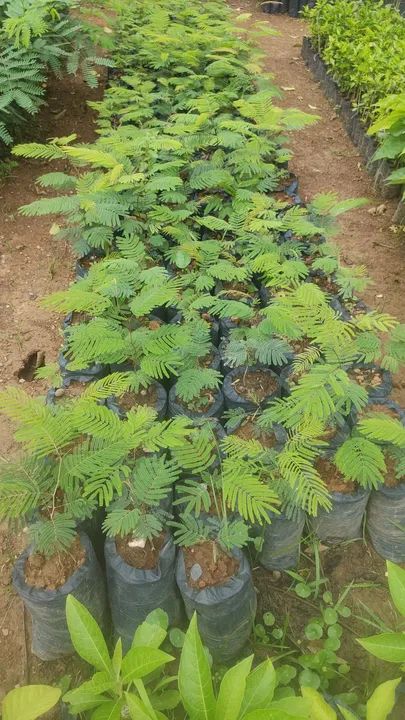 Mudas de arvores nativas - Foto 6