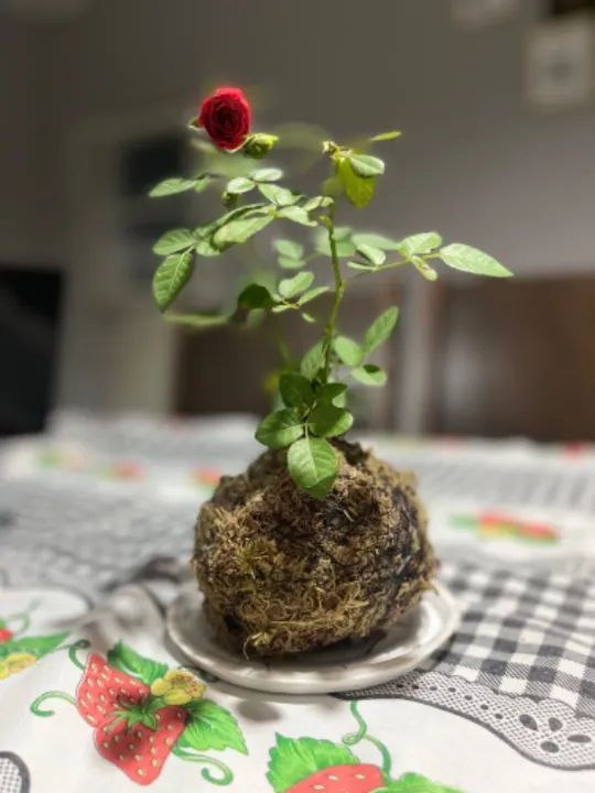 Kokedama plantas