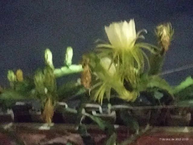 Muda de pitaya  - Foto 2