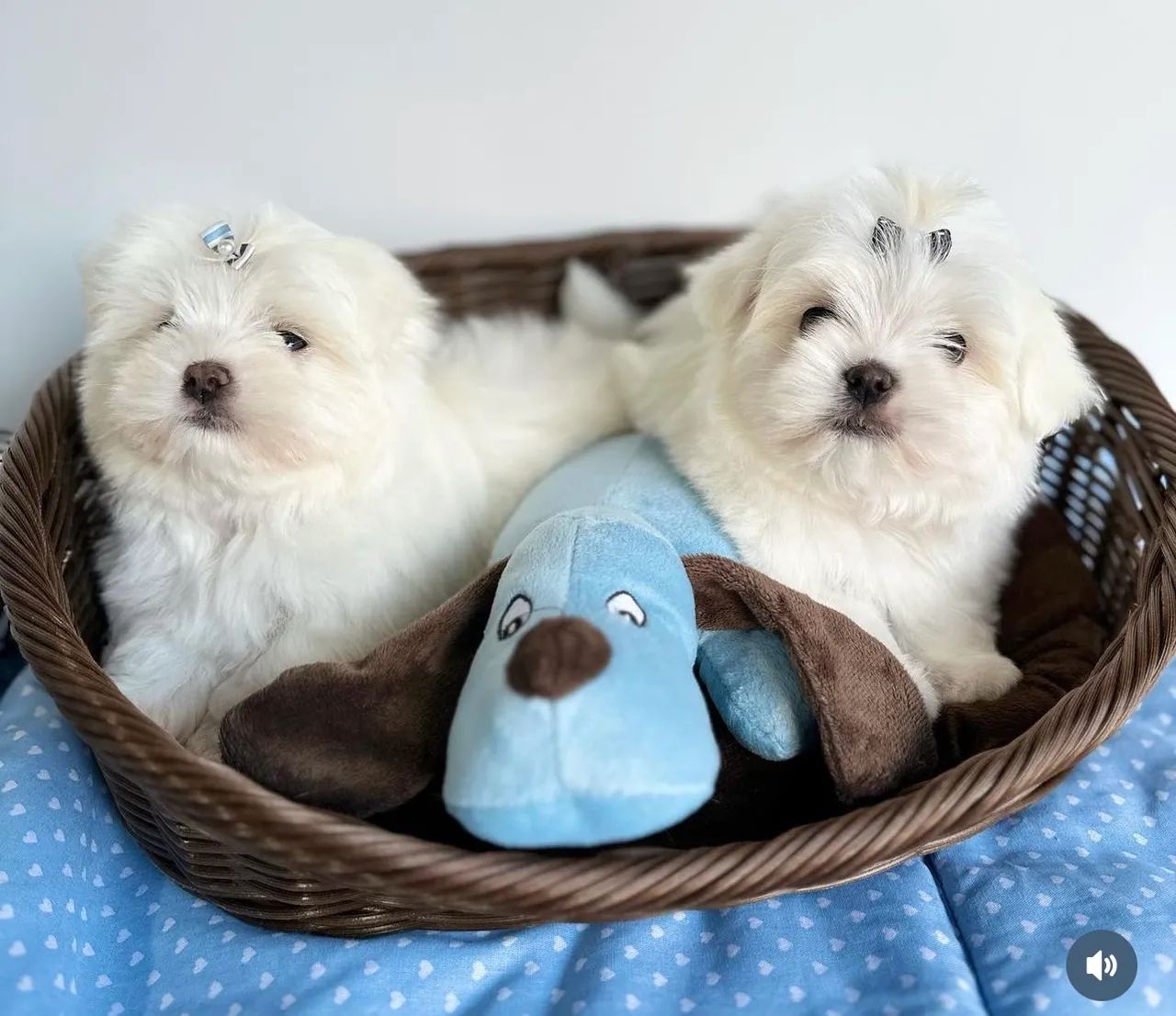 Os mais lindos maltês micros!! com pedigree 