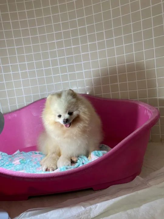 Lulu pomerania spitz alemão - Foto 4