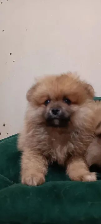 Filhote de Spitz Alemão