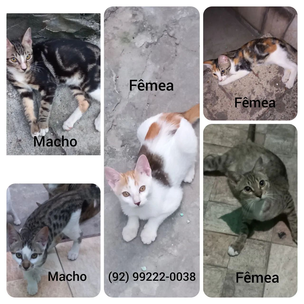 Gatinhos fofinhos para adoção responsável  - Foto 3