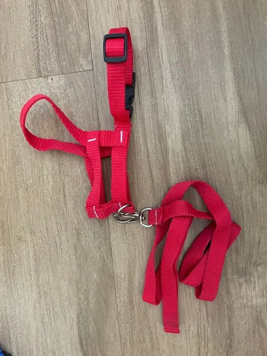 Coleira com guia para gatos tamanho M