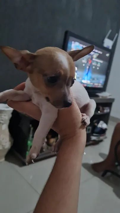 Filhote de Pinscher 50 dias - Foto 2