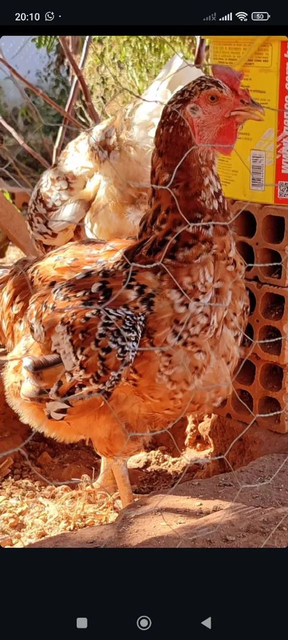Galinha sertaneja balão  - Foto 5