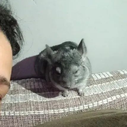 Chinchila (preciso vender logo) - Foto 3