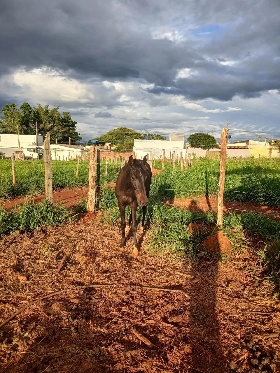 Vende se egua MM  - Foto 2