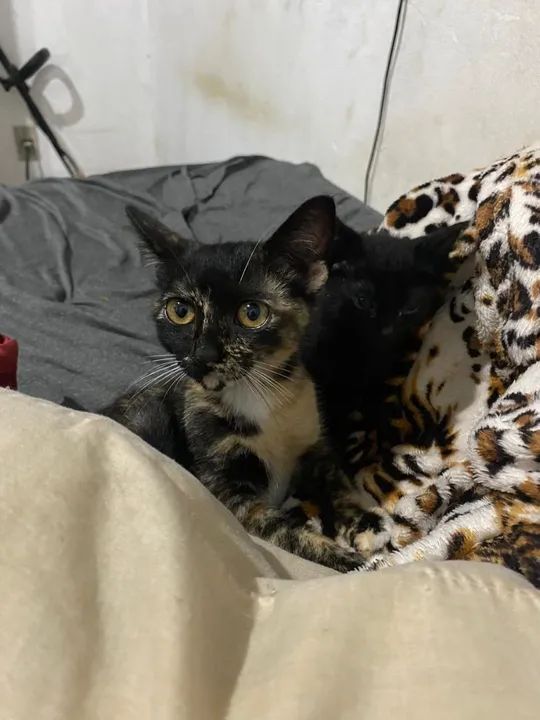 Quatro gatinhos fofinhos para adoção - Foto 4