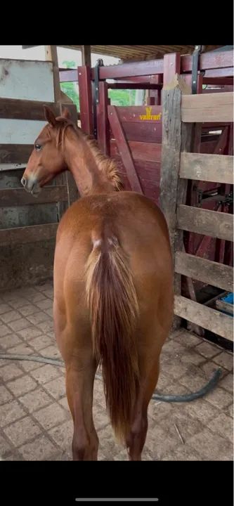 Potro Quarto de Milha 3/4 - Foto 5