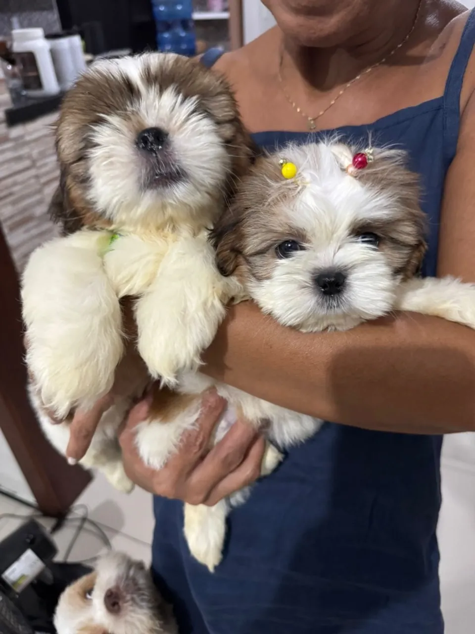 Vende-se filhotes de Shih Tzu!