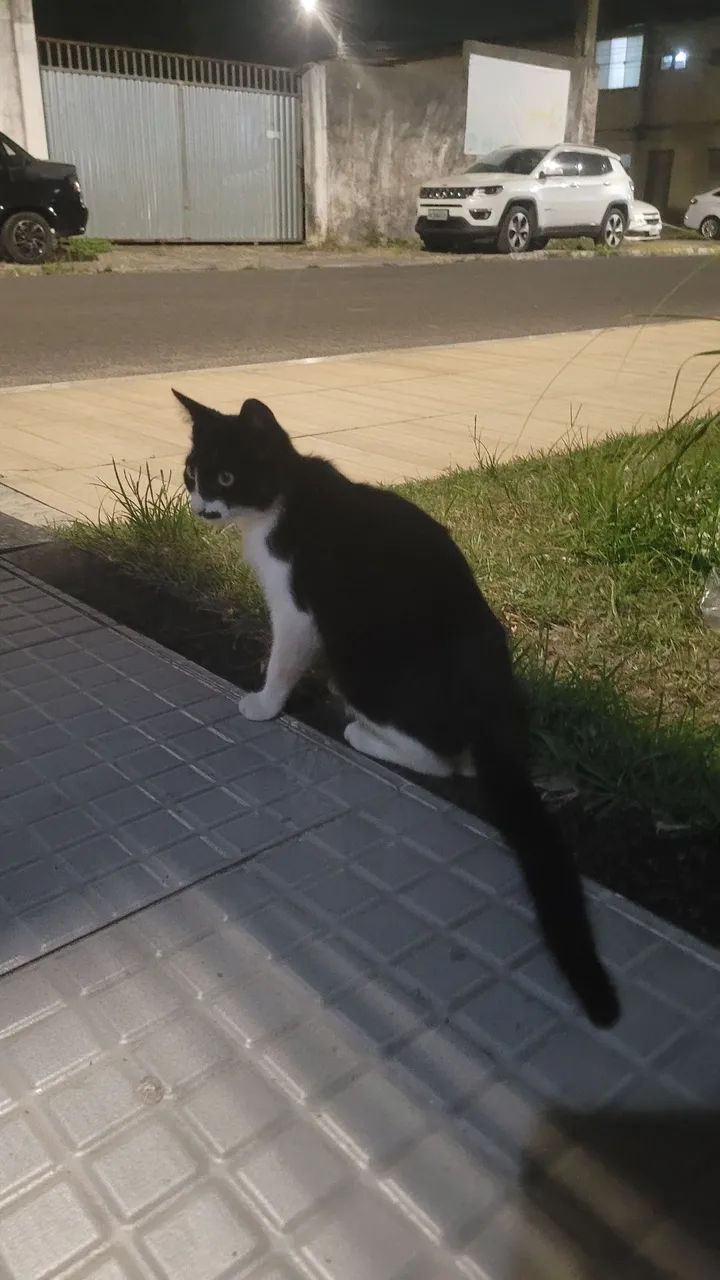 Gatinha para adoção - Foto 3