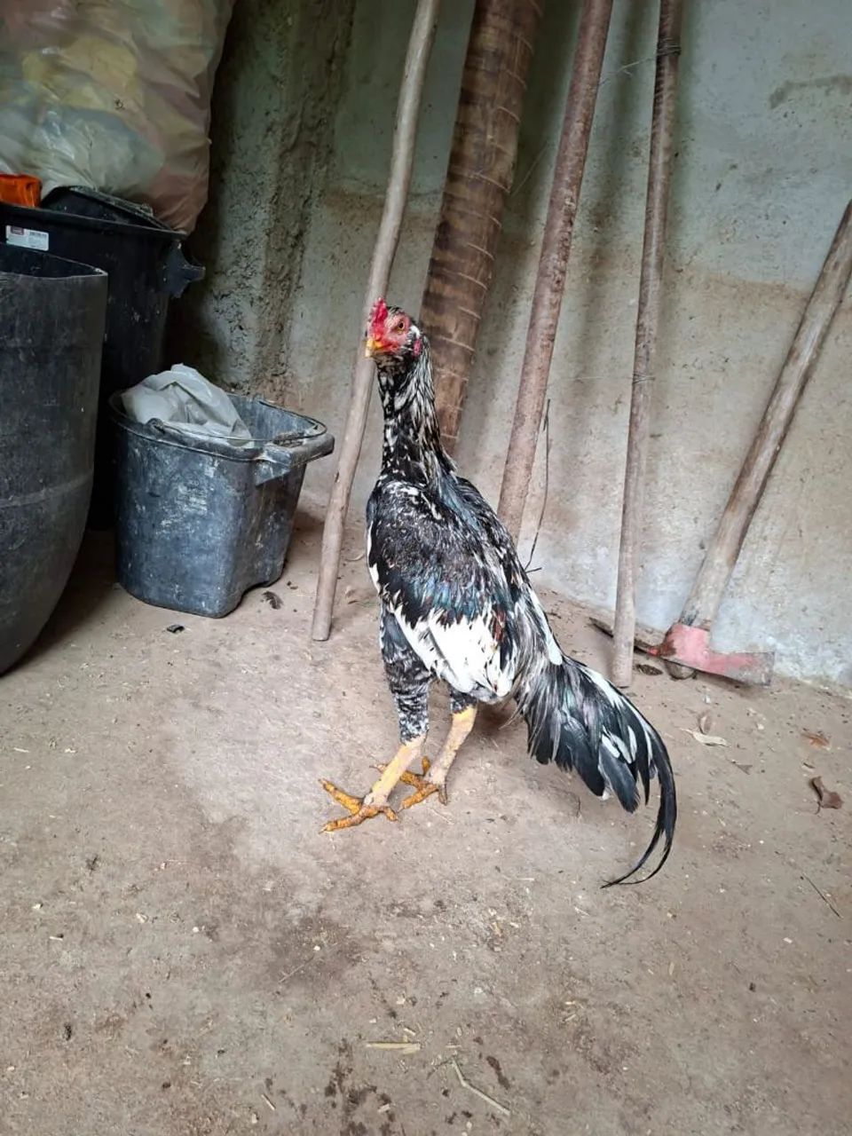 Vendo galo índio barbudo  de grande porte