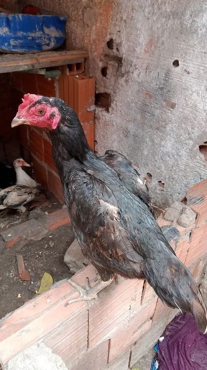 Galinha bode - Foto 2