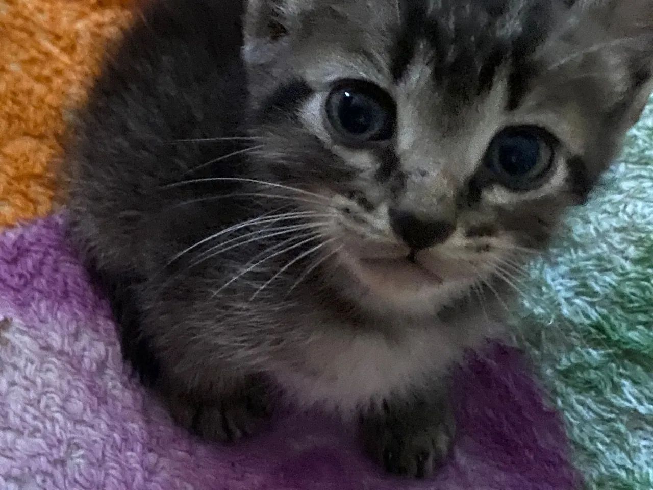 Quatro lindos gatinhos a espera de um lar  - Foto 2