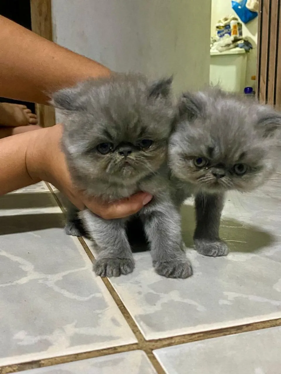 Filhotes de Gato Persa Exóticos Peludos e Charmosos!
