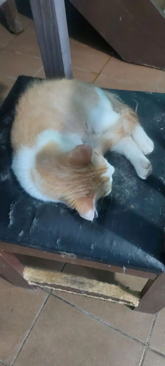 ADOTE UM GATINHO - Foto 4