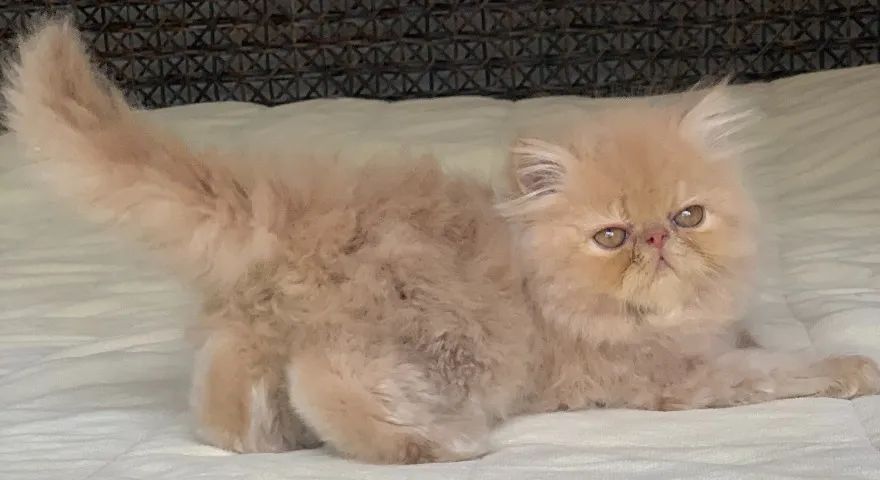 Show de Gato macho Persa filhote Creme macho pelo longo extremadissimo C/71 Dias lindo. - Foto 5