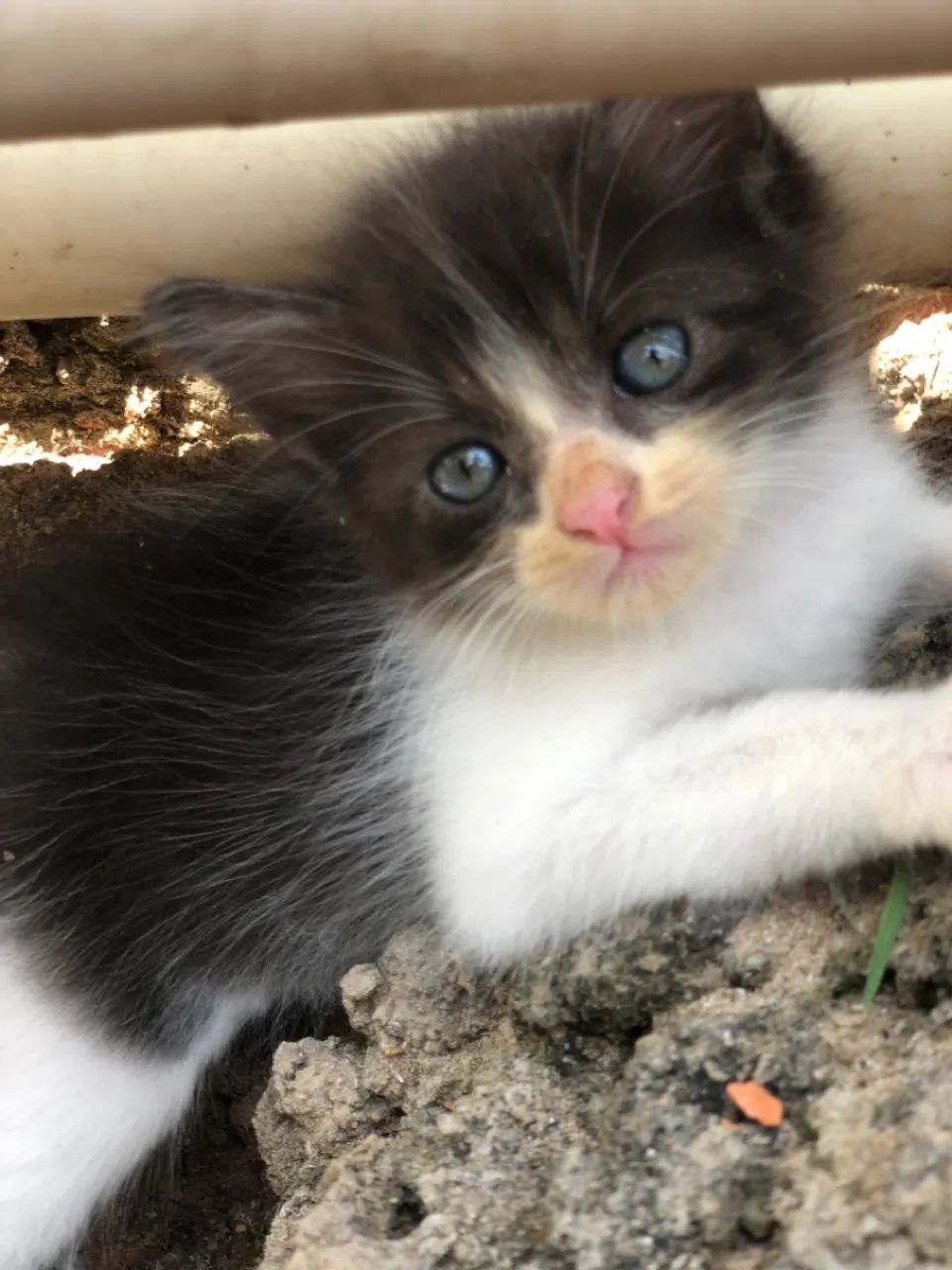 Gatos pra doação  - Foto 2