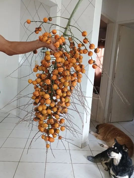 Vendo muda de butiá 