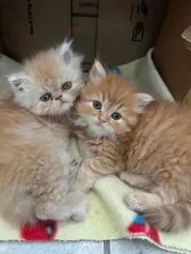 Persa Seu Melhor Amigo 