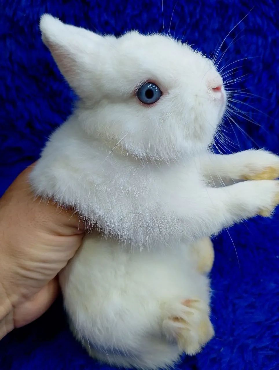 Os menores coelho do mundo (anões e minis) - Foto 3