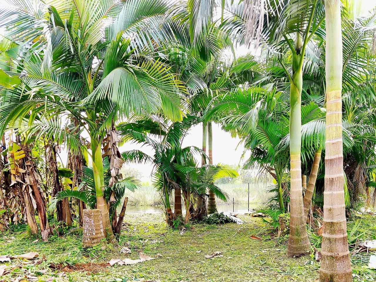 Sítio Escriturado 31 Alq (753.795 m²) em Guaraqueçaba - R$ 180 000