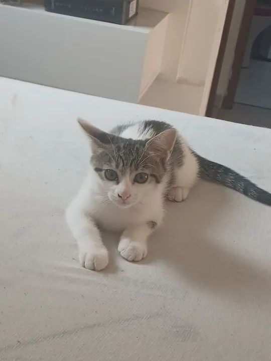 Doa-se gatinha dois meses  - Foto 3