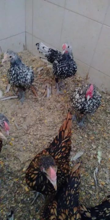 Franguinhos de Sebrith prata e dourado  - Foto 3