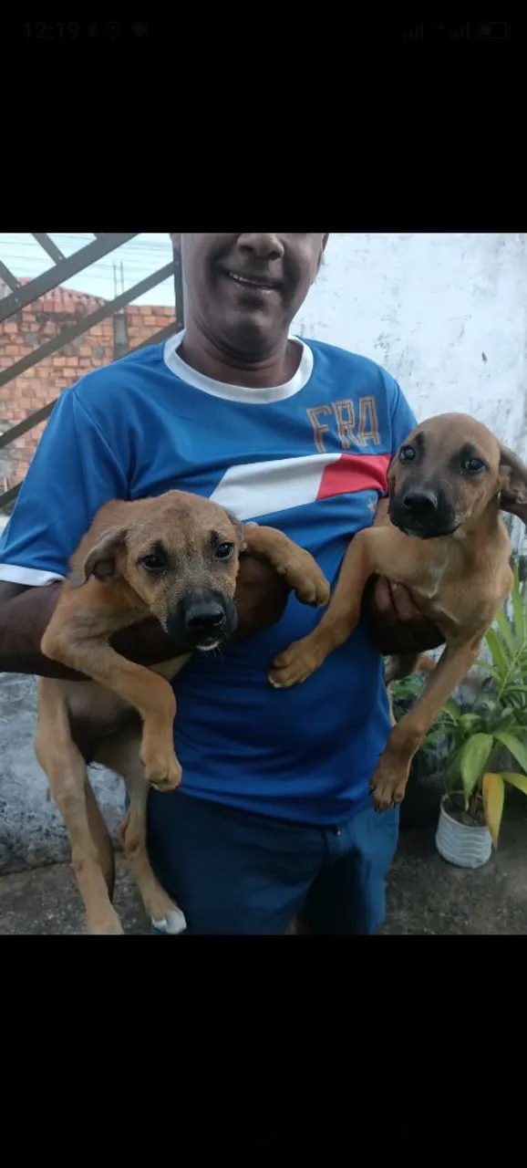 Pastor com Boxer baratinho