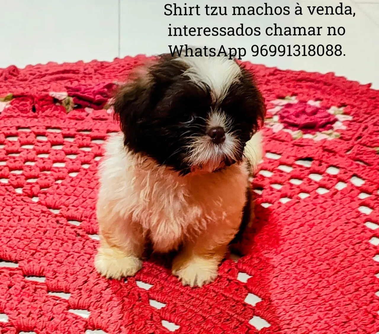 Filhotes Shih Tzu machos à venda