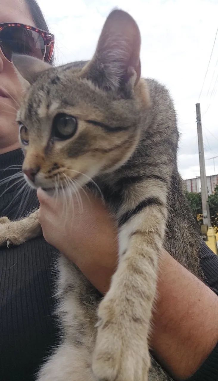 Gatinho para Adoção GRAVATAÍ  - Foto 5