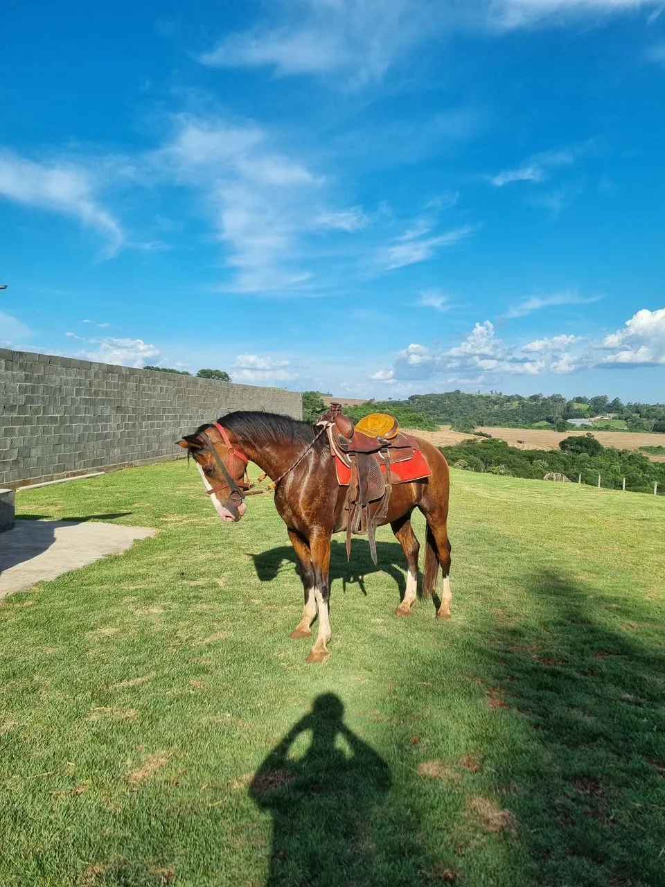 Cavalo