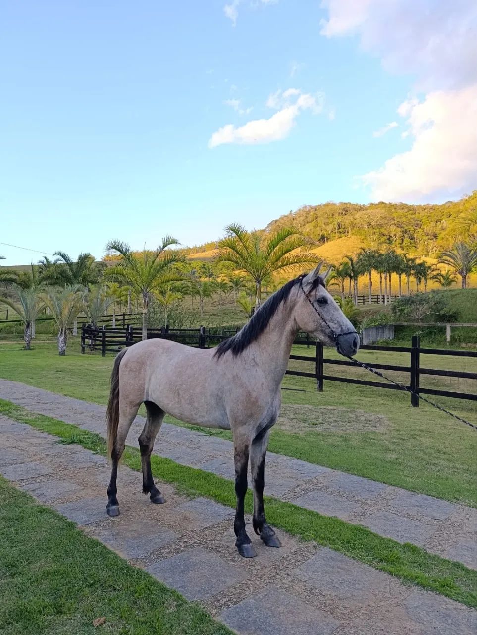 Cavalo mangalarga 3 anos  - Foto 2