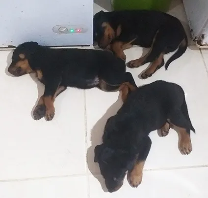 Filhotes Rottweiler