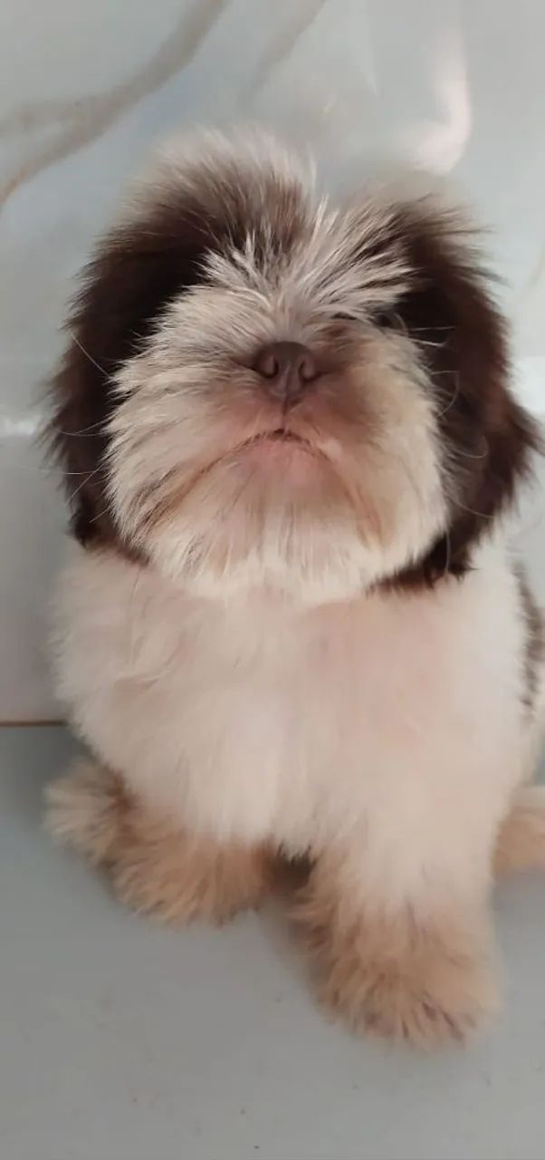 Filhote Shihtzu - Foto 4
