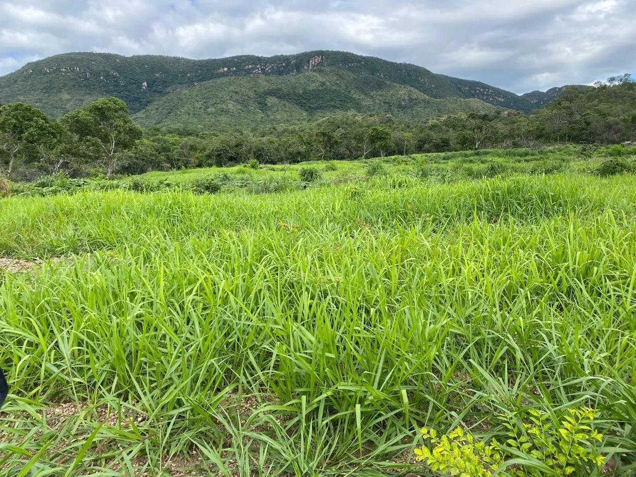 Fazenda Goiás Monte alegre