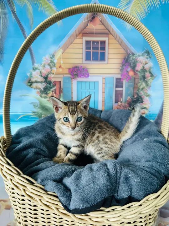 Bengal Macho Brown Marcado - Foto 3
