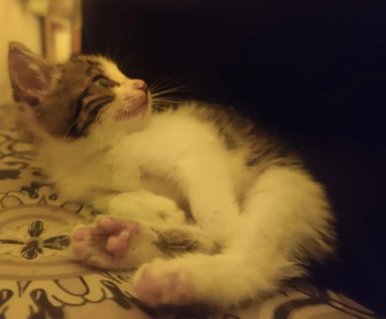 Gatinho fofinho para adoção - levo até a pessoa - Foto 6